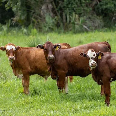 thumbnail for publication: Florida Cow-Calf and Stocker Beef Safety and Quality Assurance Handbook: Food Safety Control Points